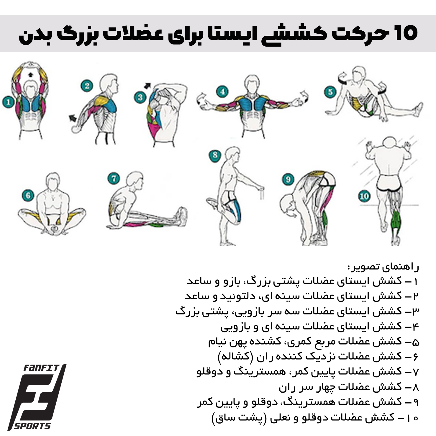 تمرینات کششی و انعطاف پذیری 2 حرکات کششی ایستا برای توسعه انعطاف پذیری عضلات مختلف بدن
