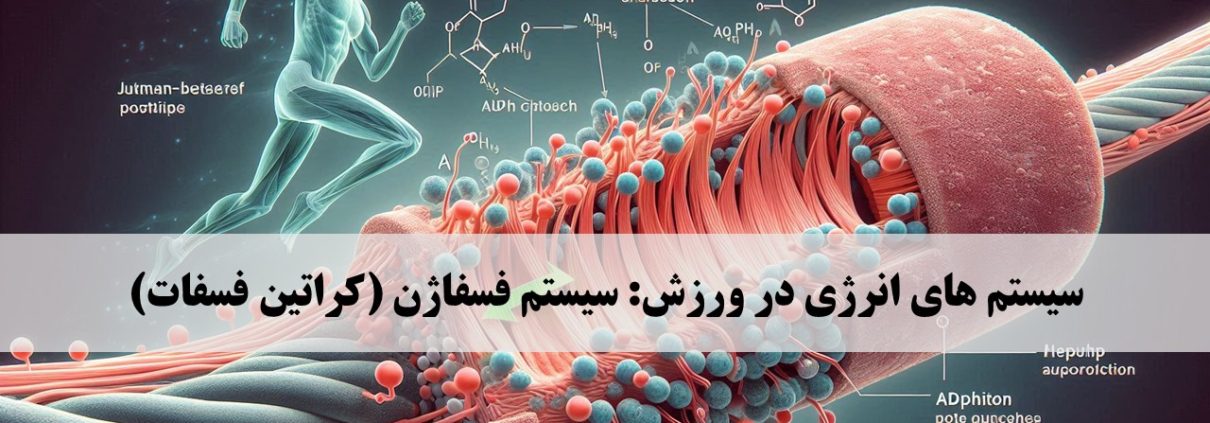 سیستم های انرژی فسفاژن