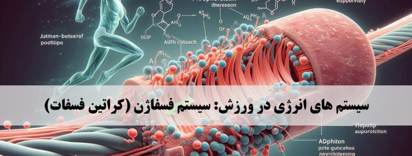 سیستم های انرژی فسفاژن