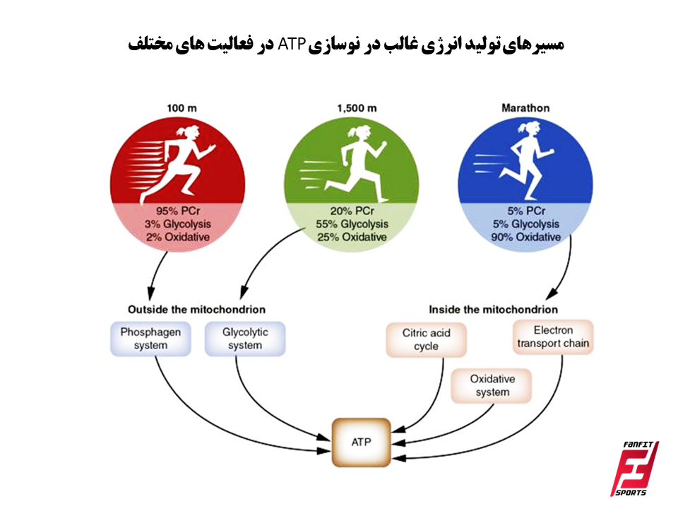 مسیرهای تولید انرژی غالب در فعالیت های ورزشی مختلف