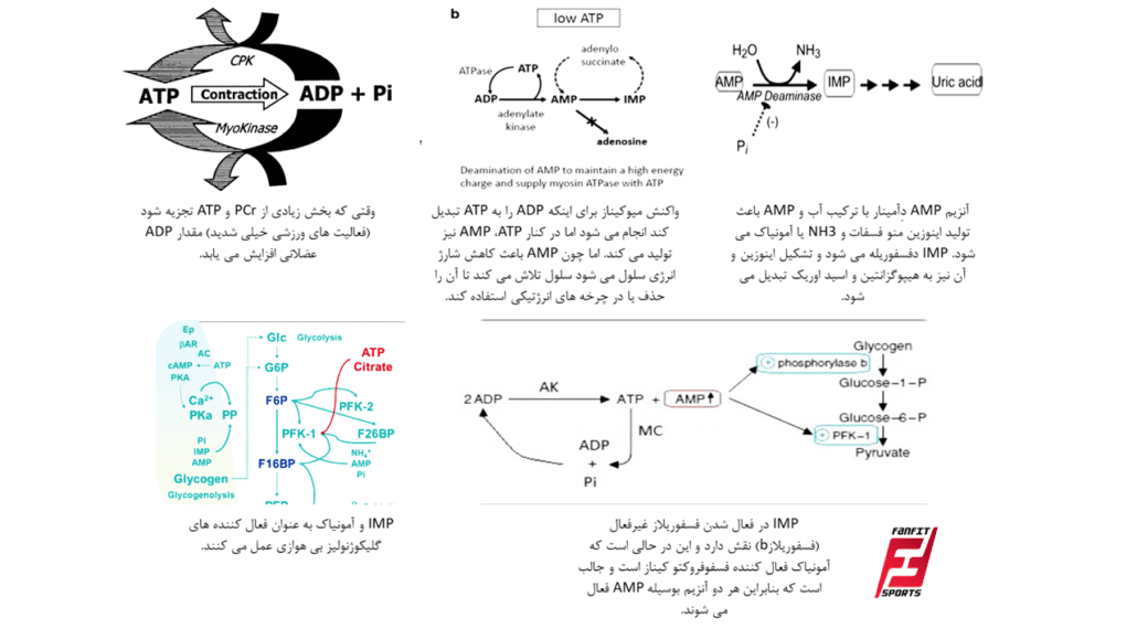 واکنش میوکیناز و رابطه آن با سیر مسیرهای بازتولید ATP