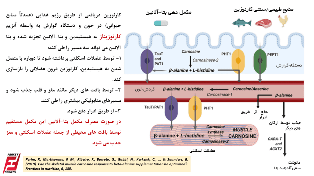 متابولیسم کارنوزین و بتا آلانین در بدن