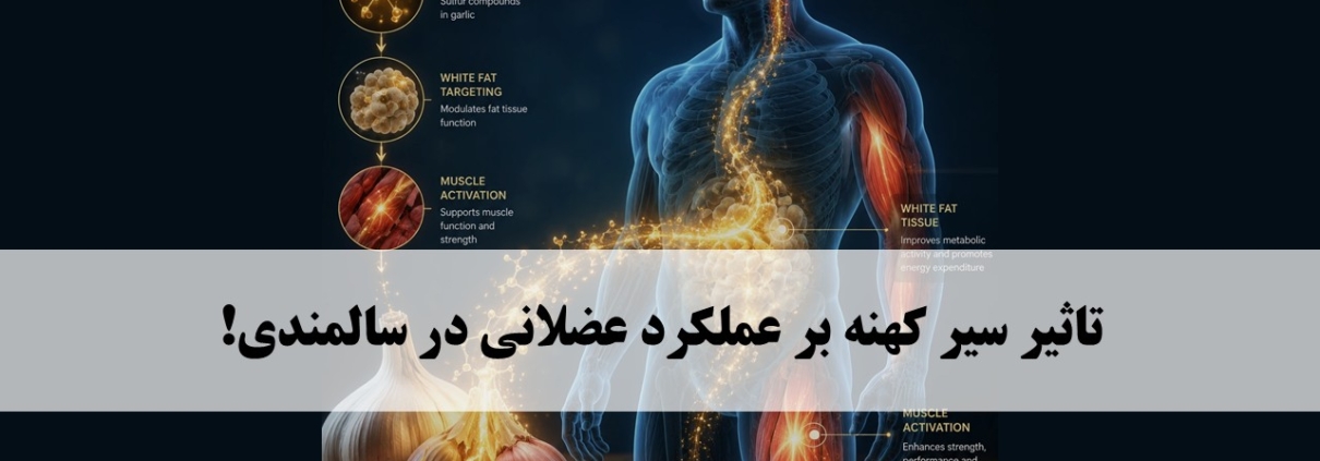 سیر؛ راهی تازه برای حفظ قدرت عضلات در سالمندی؟ 2 سیر و عضلات