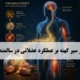 سیر؛ راهی تازه برای حفظ قدرت عضلات در سالمندی؟ 4 سیر و عضلات