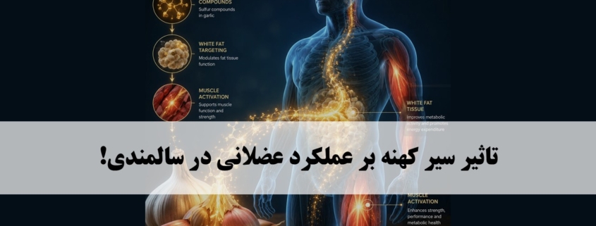 سیر؛ راهی تازه برای حفظ قدرت عضلات در سالمندی؟ 1 سیر و عضلات